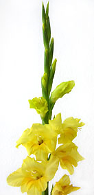 Gladiole