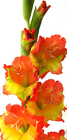 Gladiole