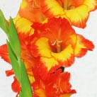 Gladiole