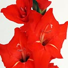 Gladiole