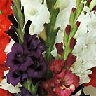 Gladiole