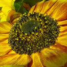 Sonnenblume